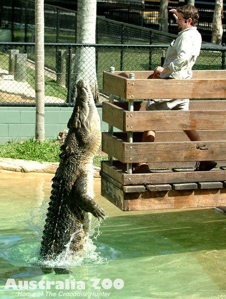 Crocodile From Australia Zoo Logo - Australia Zoo