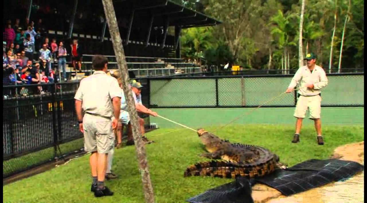 Crocodile From Australia Zoo Logo - Australia Zoo Croc Move - YouTube