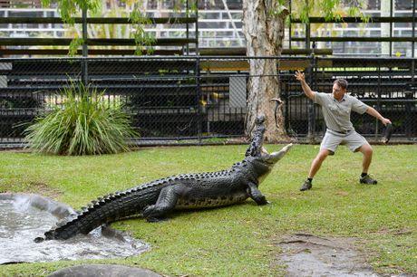 Crocodile From Australia Zoo Logo - Australia Zoo team gathers to feed croc for Steve | Sunshine Coast Daily