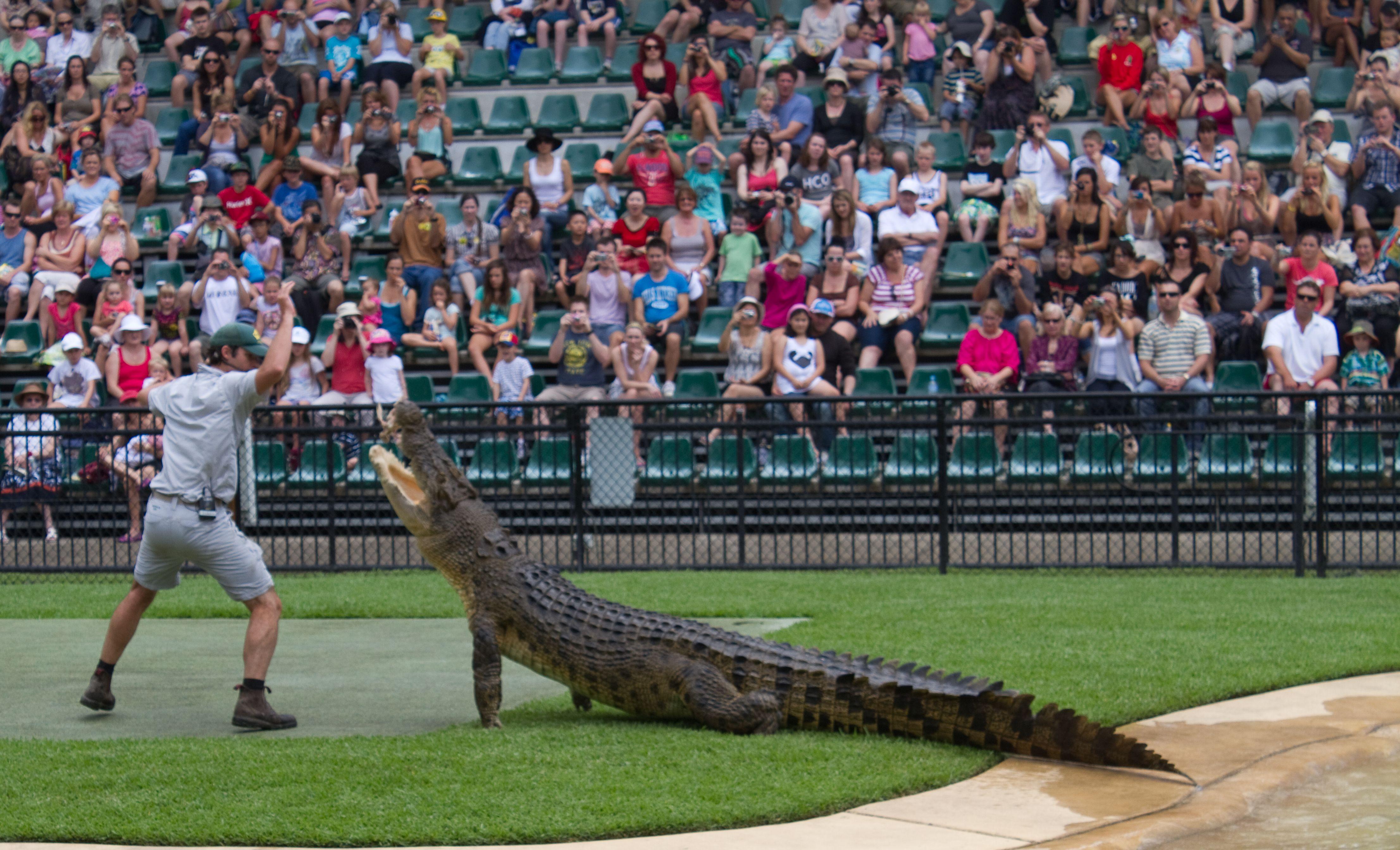 Crocodile From Australia Zoo Logo - File:Crocodile display -Australia Zoo, Queensland, Australia ...