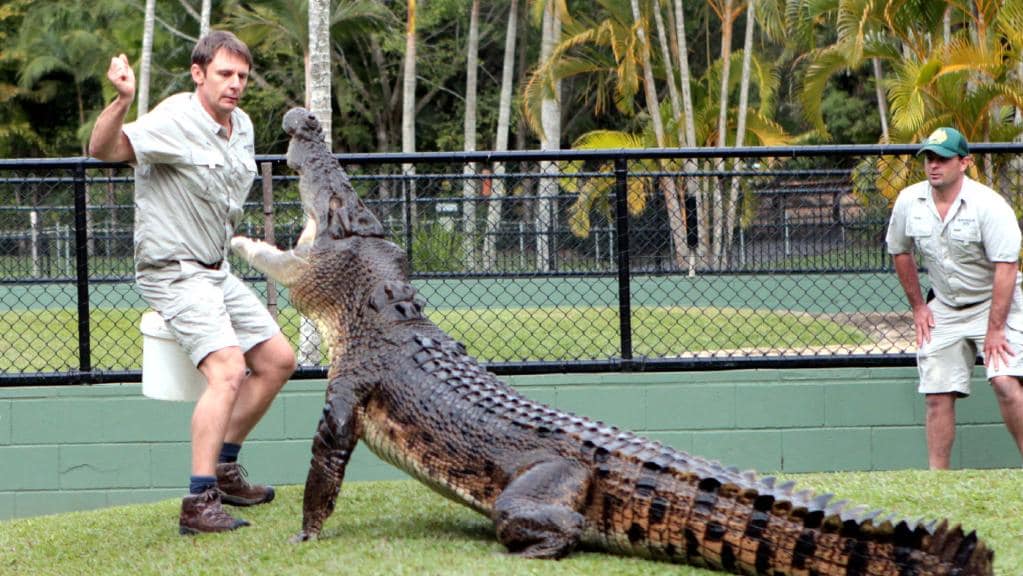 Crocodile From Australia Zoo Logo - Australia Zoo being investigated over animal mistreatment ...