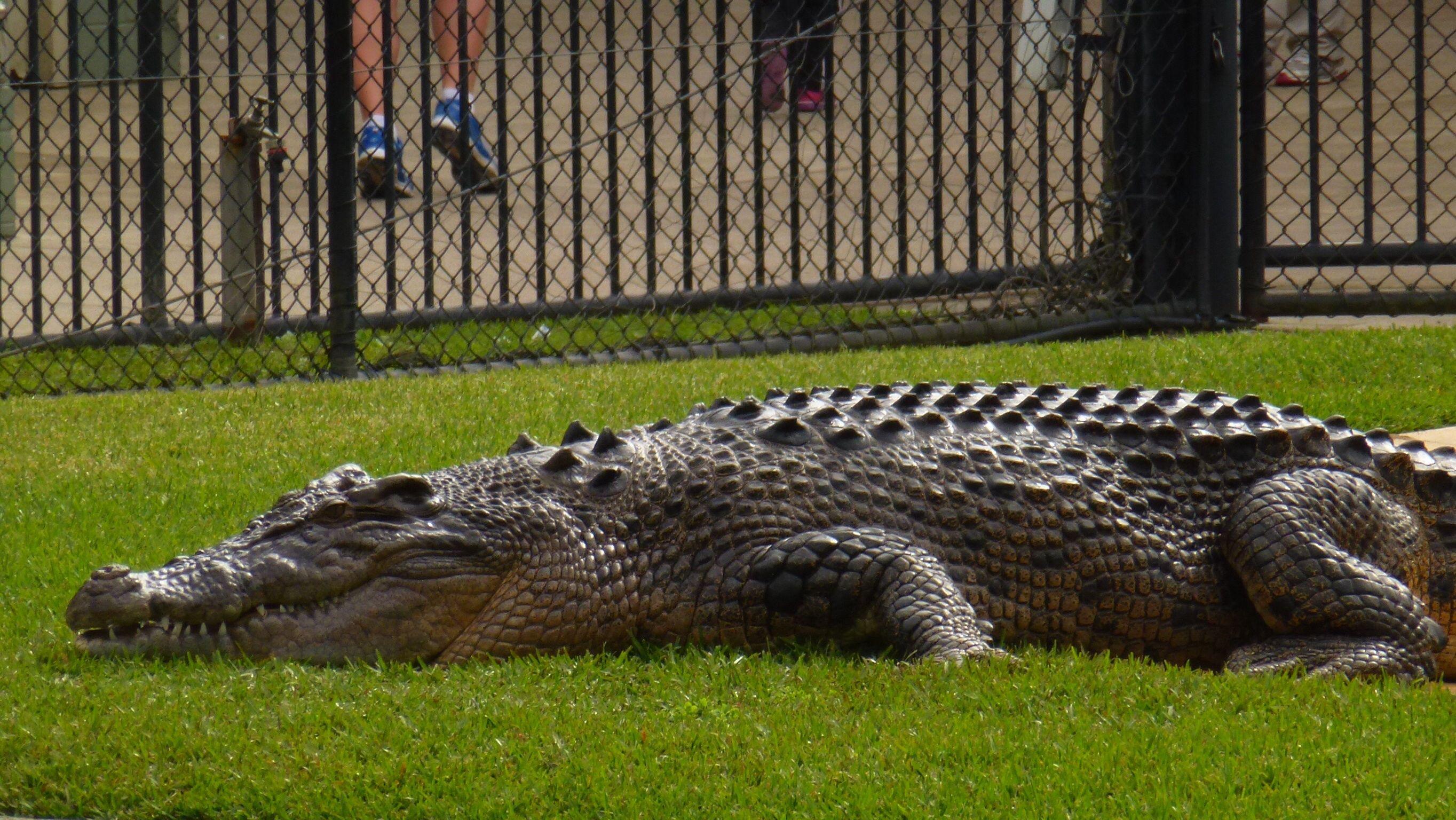 Crocodile From Australia Zoo Logo - Australia Zoo - Brisbane - by Niki Franks