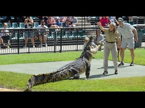 Crocodile From Australia Zoo Logo - Australia Zoo Crocodile Show - YouTube