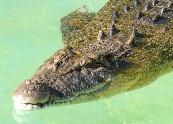 Crocodile From Australia Zoo Logo - Australia Zoo - Reptiles