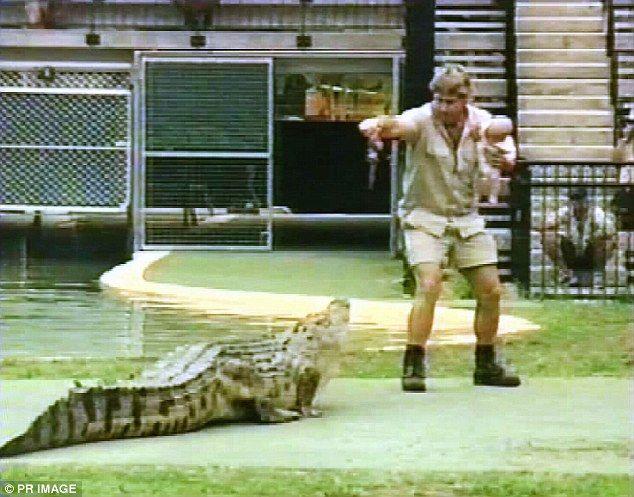 Crocodile From Australia Zoo Logo - Bindi Irwin filmed wrestling 15ft crocodile at Australia Zoo | Daily ...