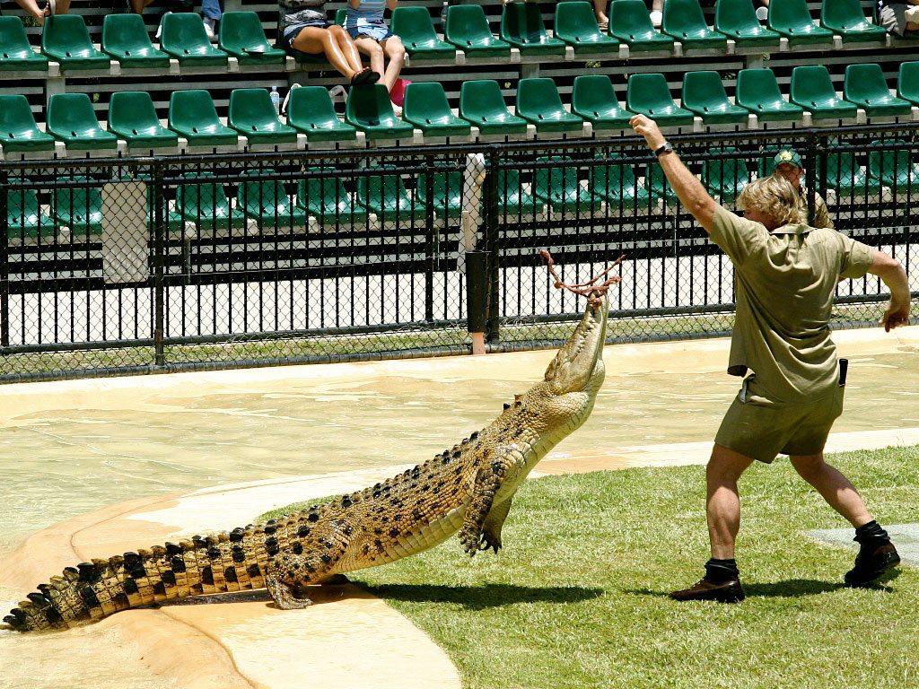 Crocodile From Australia Zoo Logo - Not just and Australian Zoo - Stay In Noosa