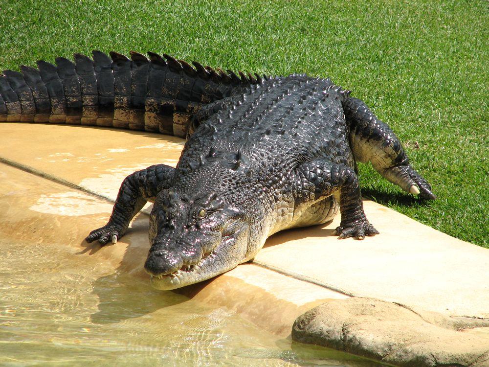 Crocodile From Australia Zoo Logo - Walking the Wilder Side of Queensland Tours at Australia Zoo