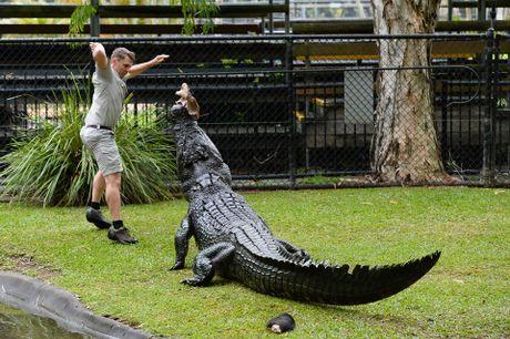 Crocodile From Australia Zoo Logo - Australia Zoo team gathers to feed croc for Steve. Sunshine Coast Daily