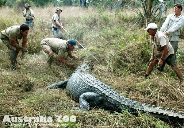 Crocodile From Australia Zoo Logo - Australia Zoo - About Us - Zoo News - Saltwater Crocodiles Can Find ...