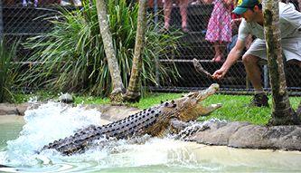 Crocodile From Australia Zoo Logo - Sunshine Coast Attractions at Australia Zoo