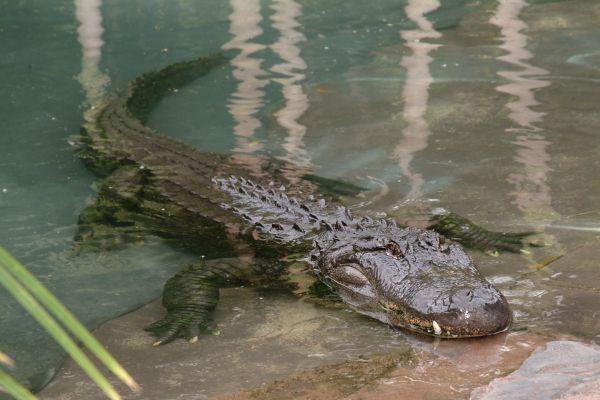 Crocodile From Australia Zoo Logo - Australia Zoo - Reptiles