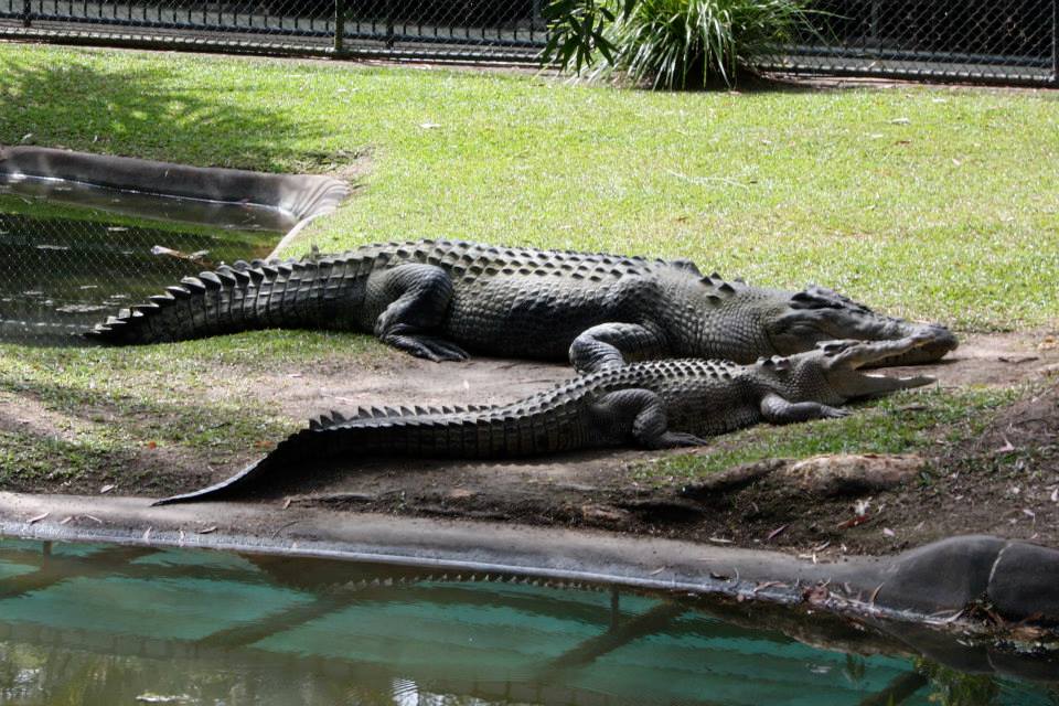 Crocodile From Australia Zoo Logo - Australia Zoo – Conservation Education Presenter Intern: Spring 2011 ...