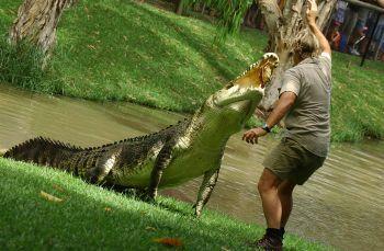 Crocodile From Australia Zoo Logo - Untitled Document