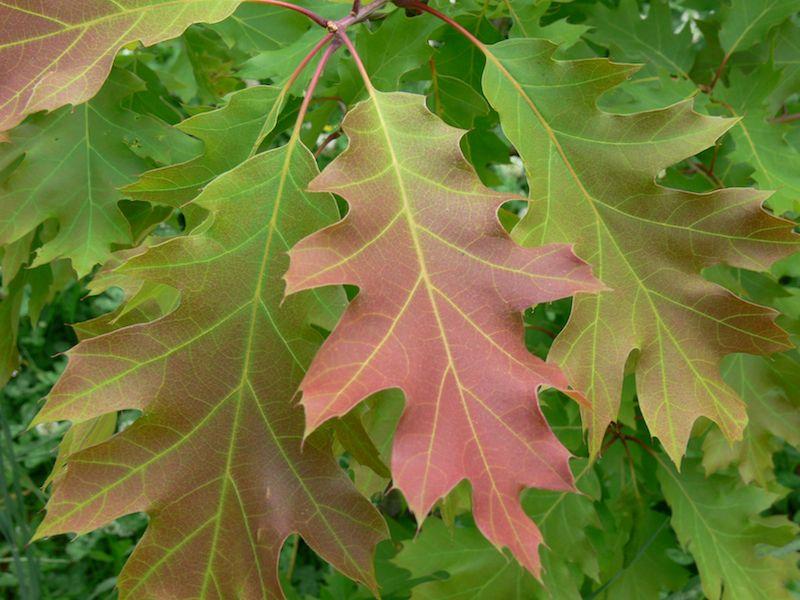 Красно черешчатый дуб. Дуб Quercus rubra. Дуб красный, Северный Quercus rubra. Дуб красный черешчатый. Дуб канадский краснолистный.
