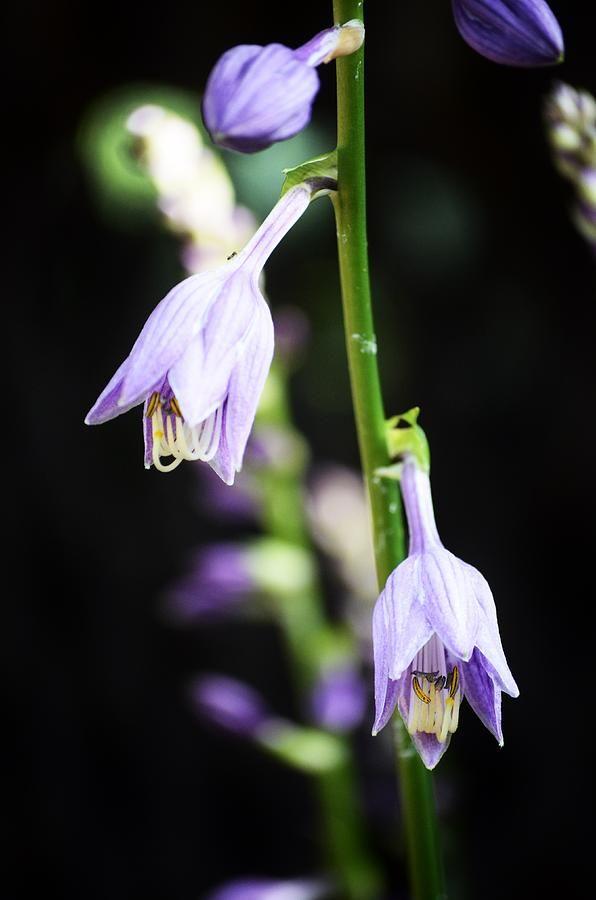 Purple Munoz Logo - Purple Hosta Photograph