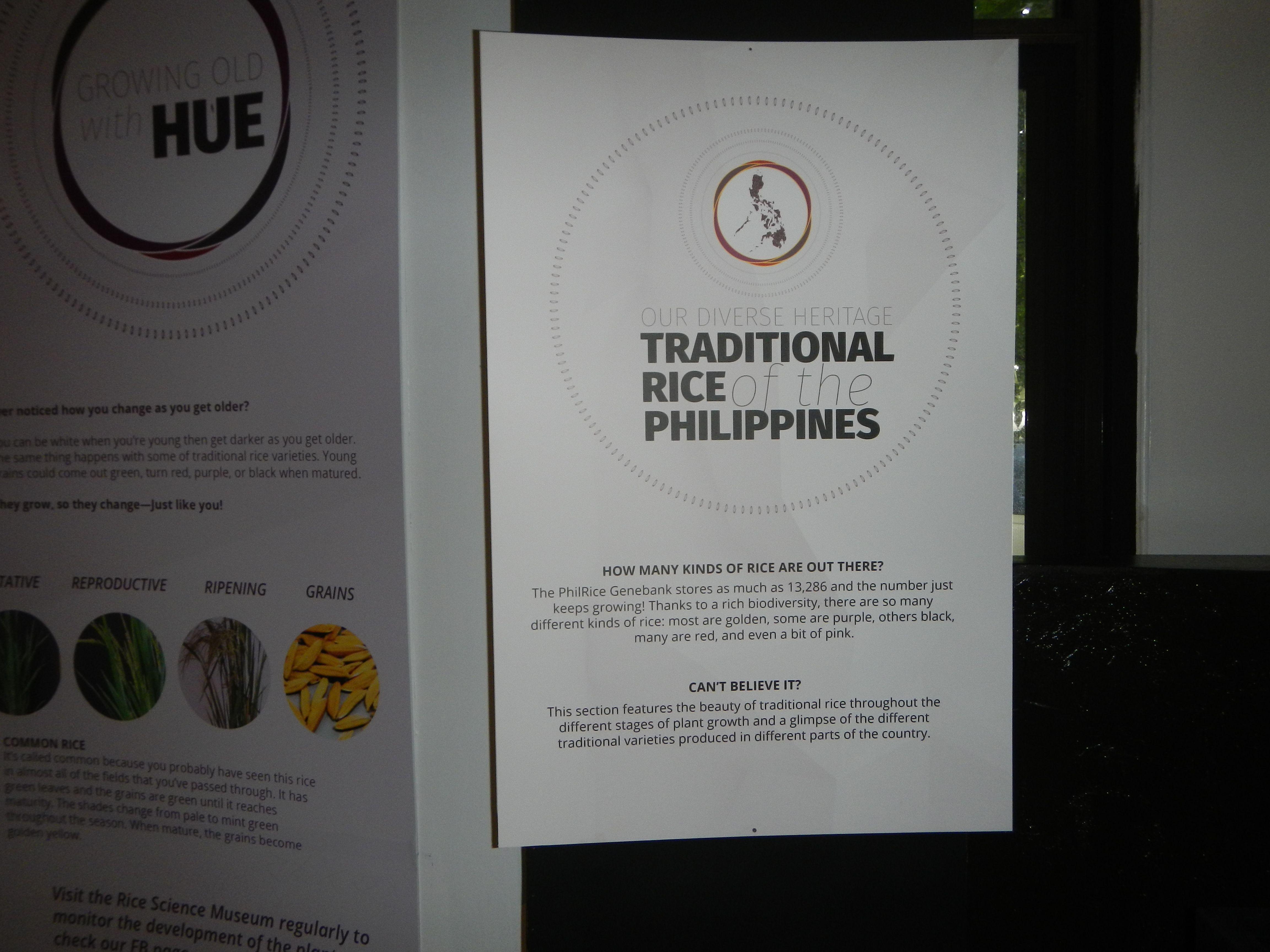 Purple Munoz Logo - File:09057jfRice Science Museum Philippine Rice Research Institute ...