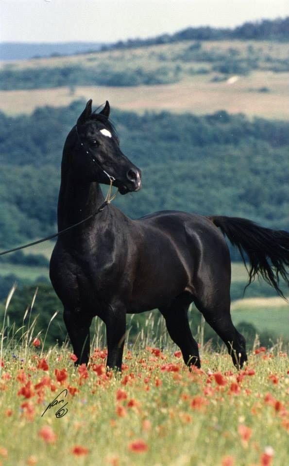 Red Black Horse Logo - Black horse with a white star standing in a field of red poppies ...