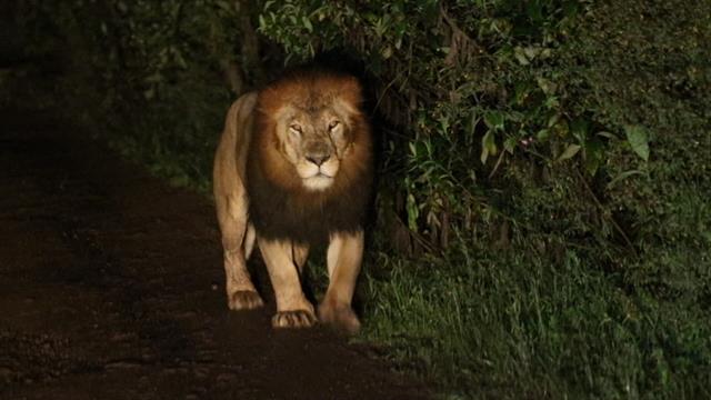6 Legged Black Lion Logo - Rare Black-Maned Ethiopian Lion Caught on Video