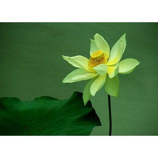 Green Lotus Flower Logo - Buy Seeds Lotus Flower Green Lotus Green Flower 5 Online 64% Off