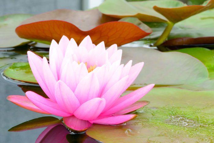 Green Lotus Flower Logo - Lotus Flower Meaning - Flower Meaning