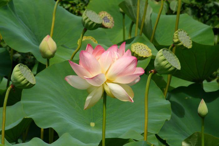 Green Lotus Flower Logo - Lotus Flower Meaning