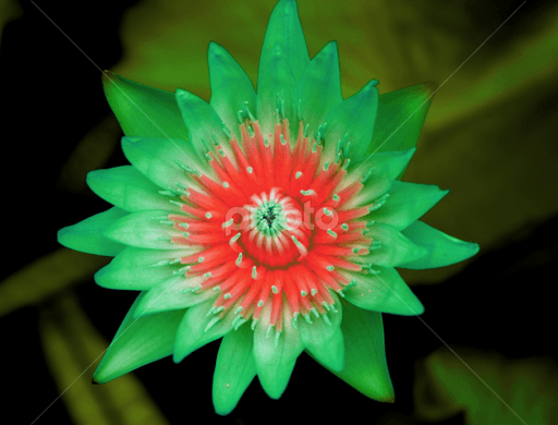 Green Lotus Flower Logo - Rare Green Lotus | Single Flower | Flowers | Pixoto
