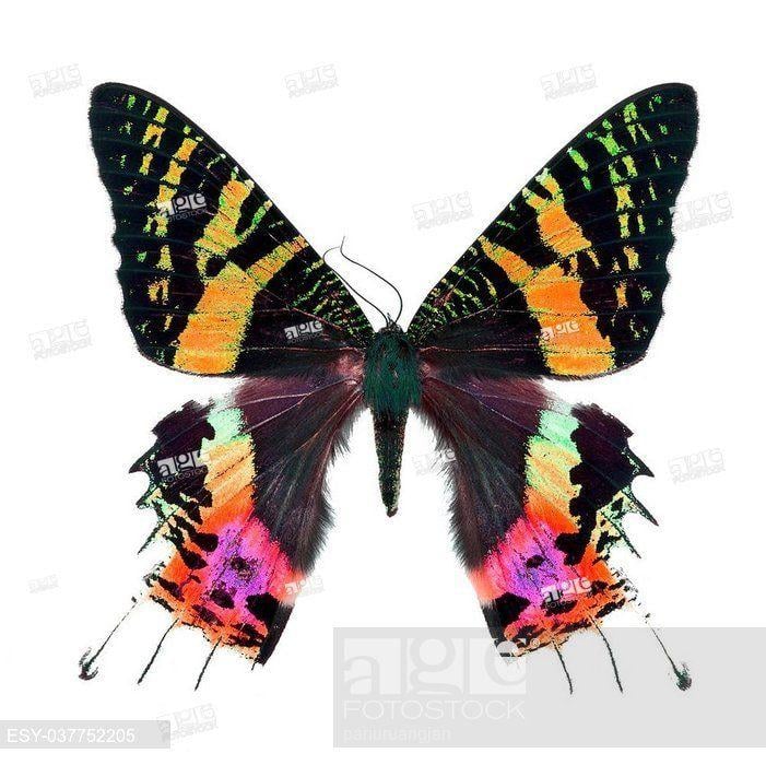 Multicolored Butterfly Logo - Beautiful multicolored butterfly, Sunset Moth, Urania ripheus ...