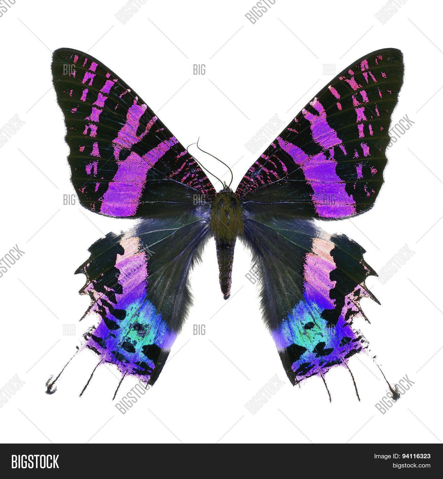 Multicolored Butterfly Logo - 