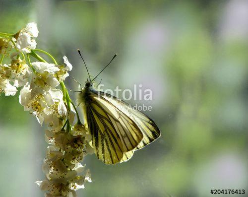 Multicolored Butterfly Logo - A gentle spring pastel composition. Multicolored butterfly cabbage ...