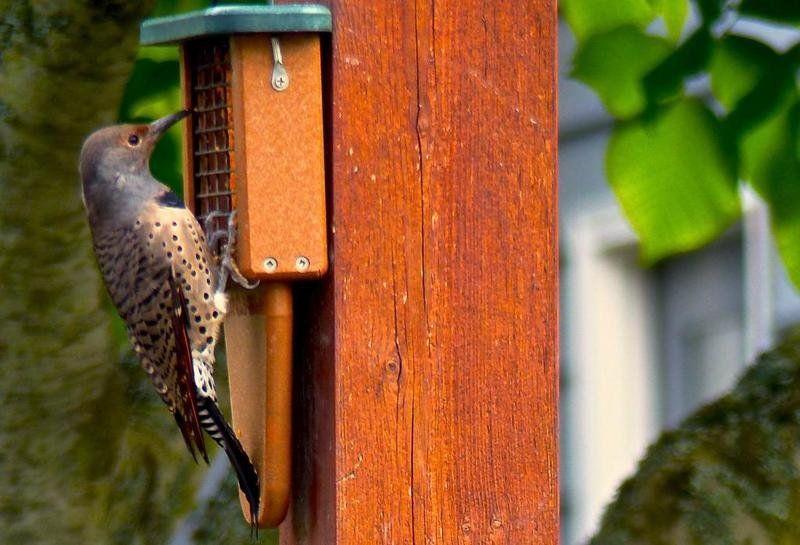 Bird Choking Cardinal Basketball Logo - When managing birdfeeders, think bird health and safety | Daily ...