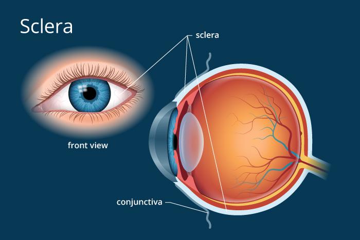 Blue and White Eye Logo - Sclera | White of the Eye - Definition and Detailed Illustration