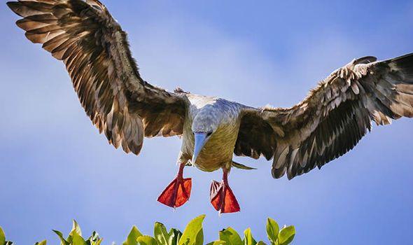 In the Back of It with a Red Foot Wing Logo - A Red Footed Booby rescued on a beach in Hastings, bird kept