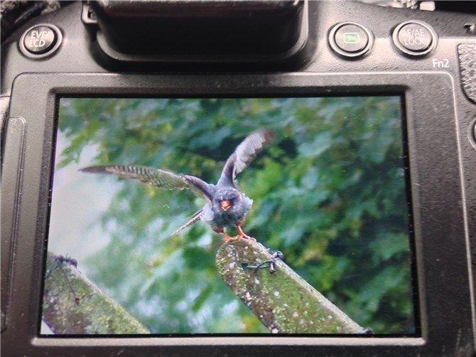 In the Back of It with a Red Foot Wing Logo - Red Foor Forward, guided Birdwatching trips