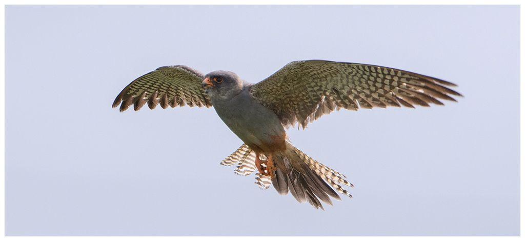 In the Back of It with a Red Foot Wing Logo - Red-Footed Falcon | Heading back to a lofty spot after a cat… | Flickr