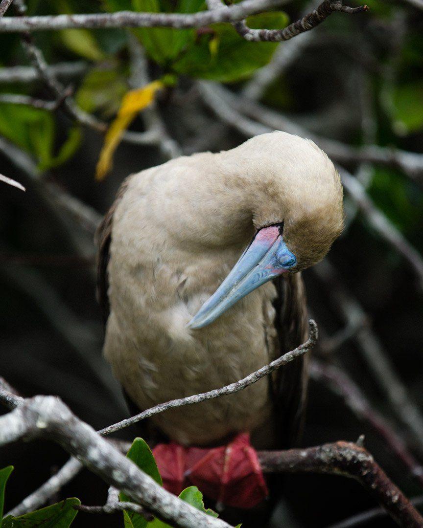 In the Back of It with a Red Foot Wing Logo - OceanX Footed Boobies Live In Coastal Regions