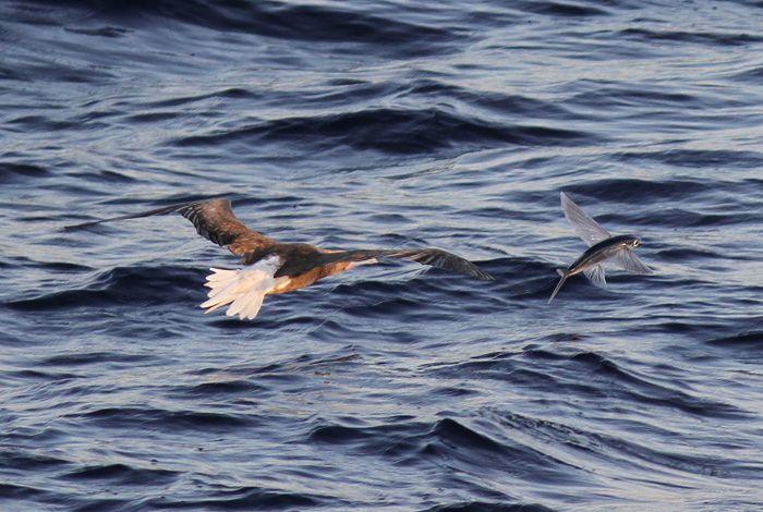 In the Back of It with a Red Foot Wing Logo - Red-footed Boobies feeding in the Atlantic | Three Amigos Birding