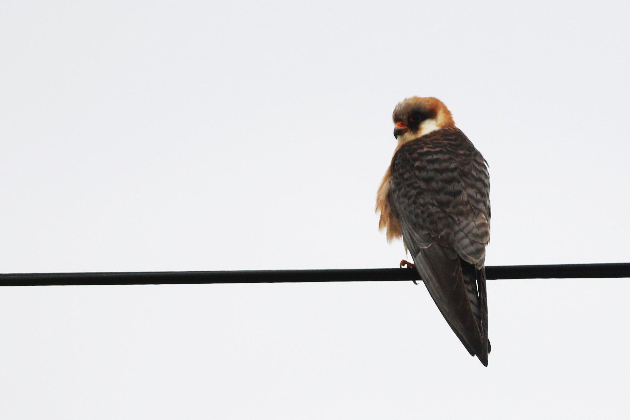 In the Back of It with a Red Foot Wing Logo - 8th And 9th Red Footed Falcon For The Azores