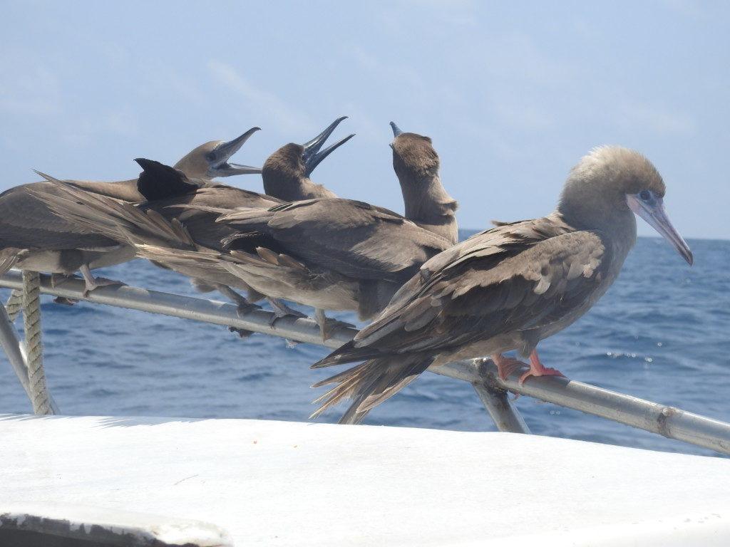 In the Back of It with a Red Foot Wing Logo - Red Footed Booby. Miles To The Wild