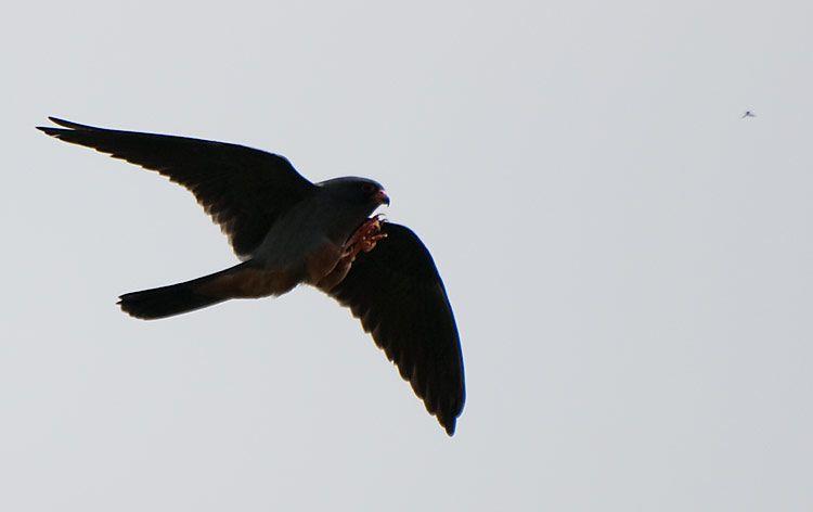 In the Back of It with a Red Foot Wing Logo - Neil Calbrade Photography: Red Foot Return