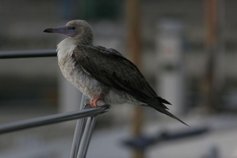 In the Back of It with a Red Foot Wing Logo - Gulls In Catalonia: Red Footed Booby (Sula Sula). 8 12 2010. L'Estartit