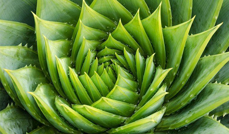Green Spiral Eye Logo - Bird's eye view of a green spiral Aloe polyphylla.Fibonacci Sequence ...