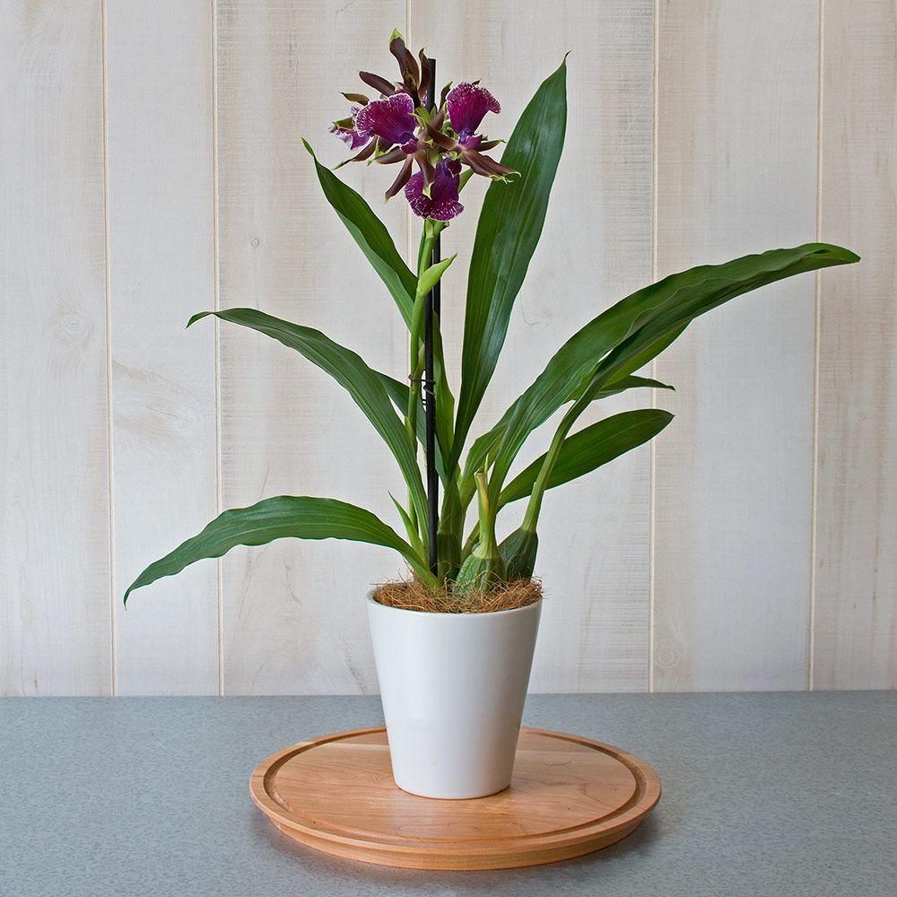 Red Bird On a White Logo - Zygopetalum Red Bird. White Flower Farm