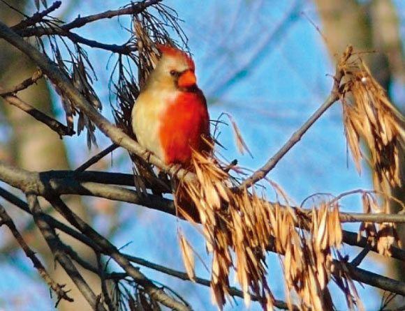 Red Bird On a White Logo - Northern Cardinal With Half Male, Half Female Plumage Spotted