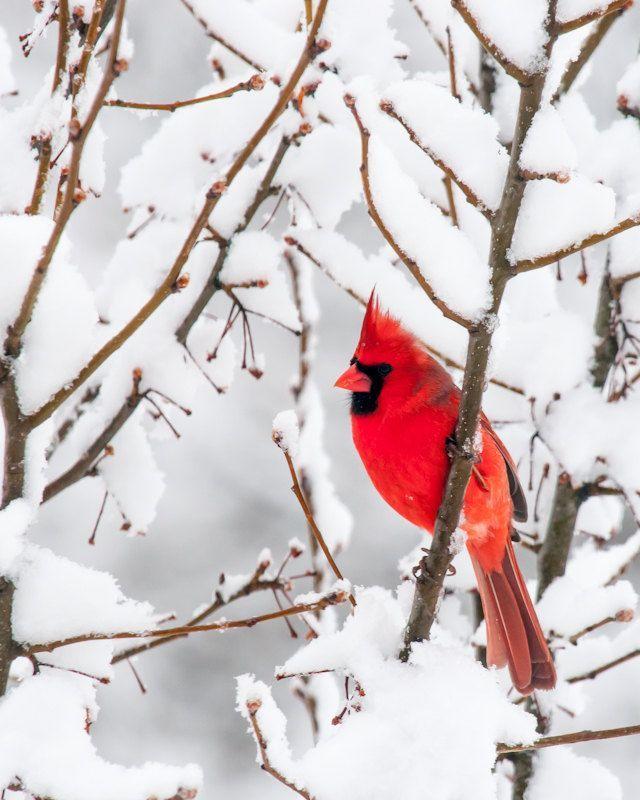 Red Bird On a White Logo - Red Cardinal Bird Photo Winter Christmas Scene White Snow 8x10