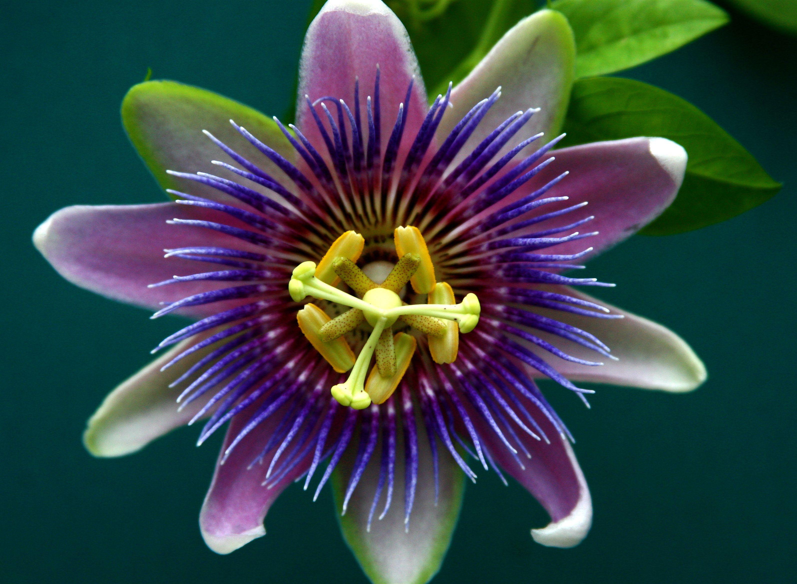 Flower Scent Logo - Scent & Sensibility: The Passion Flower