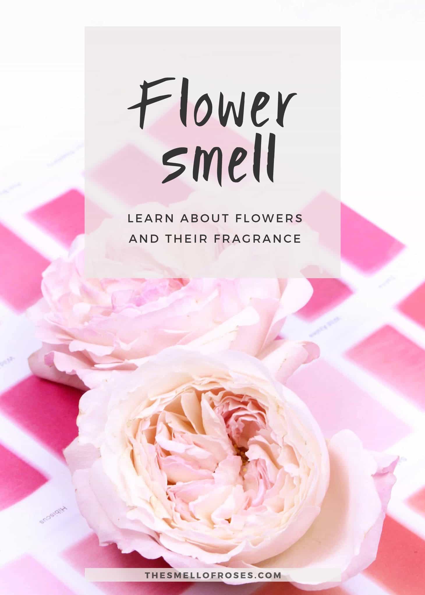 Flower Scent Logo - Why flowers smell: the flower revealed Smell of Roses