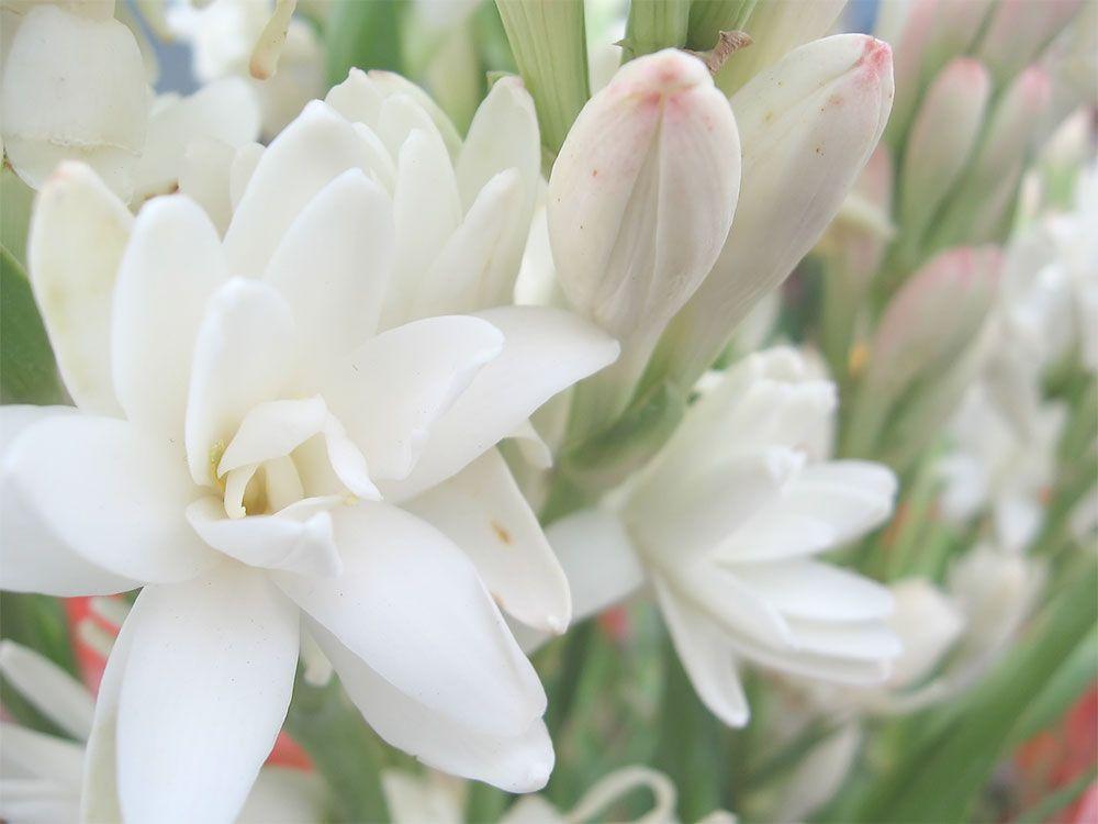 Flower Scent Logo - Tuberose: Flower, Scent, History and Perfume ~ Interviews