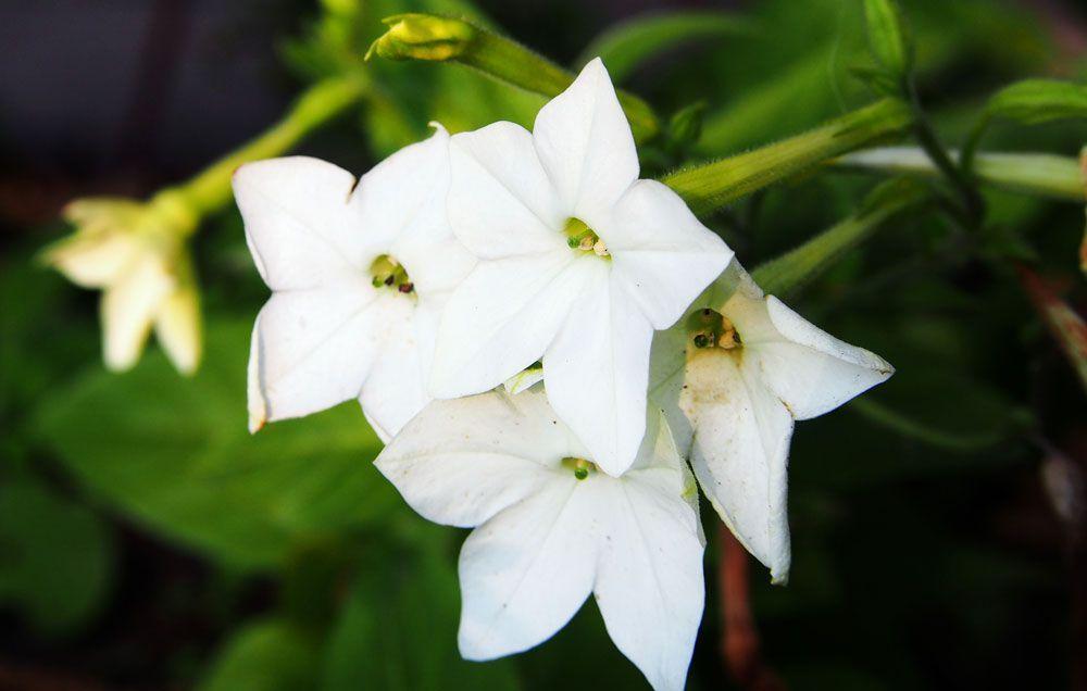 Flower Scent Logo - The 60 Most Fragrant Flowers Across The World. Rodale's Organic Life