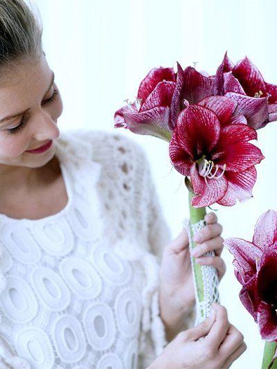 Flower Scent Logo - The scent of the Amaryllis | Funny how flowers do that