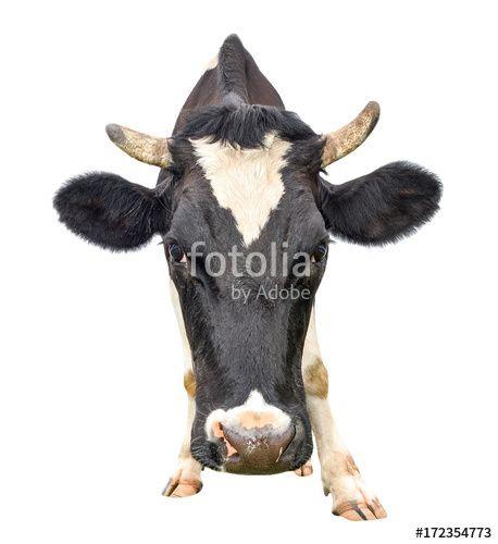 Cute Black and White Camera Logo - Funny cute cow isolated on white. Looking at the camera black and ...
